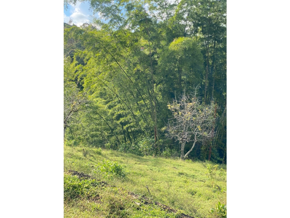 Venta de lote campestre en el Peñol sector chiquinquira - 4