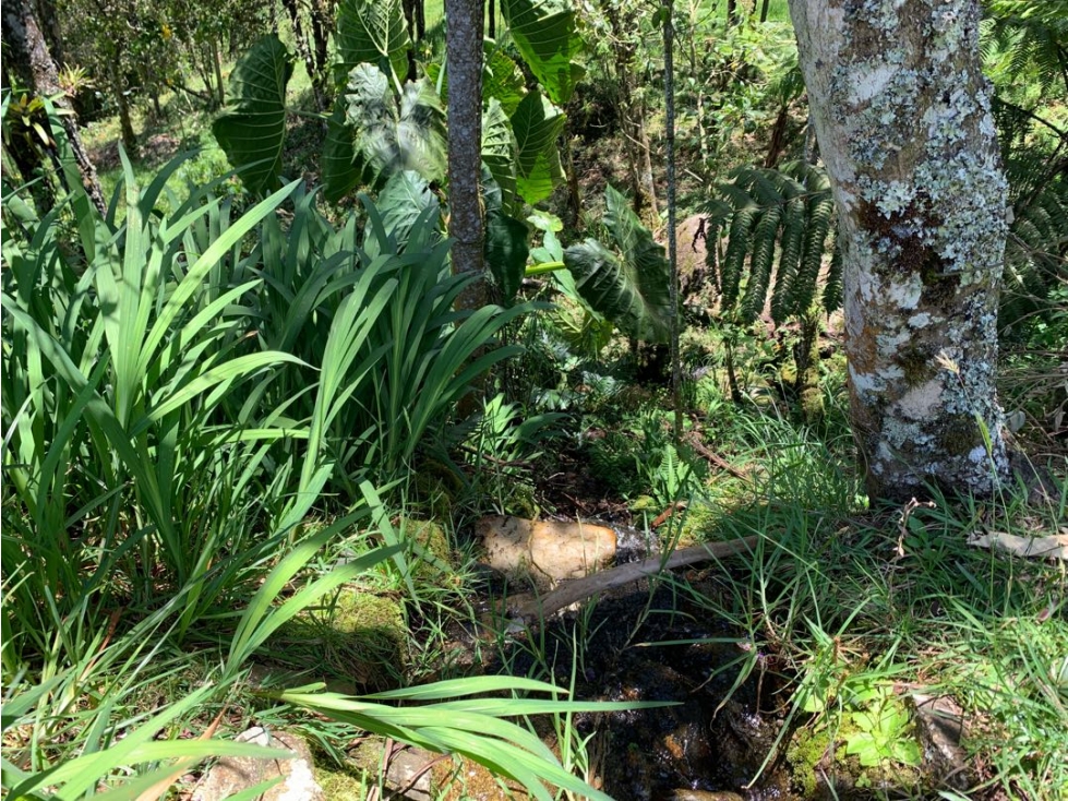 Venta de lote campestre en la vía la ceja la unión — foto 4