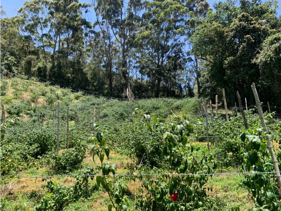 Venta de lote campestre en la vía la ceja la unión — foto 2