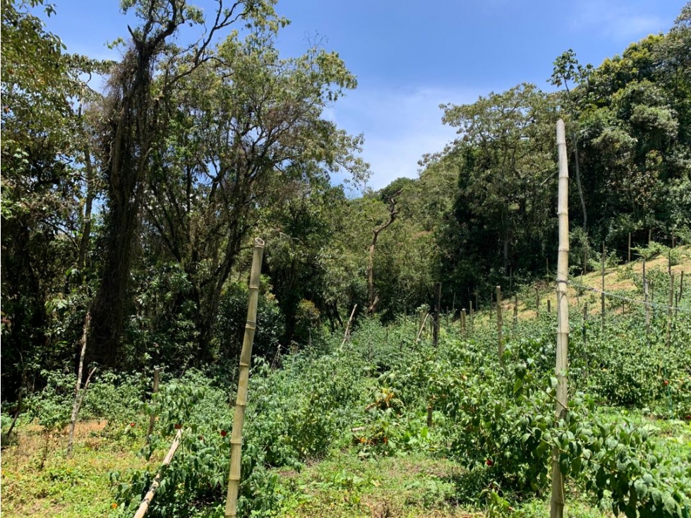 Venta de lote campestre en la vía la ceja la unión — foto 3