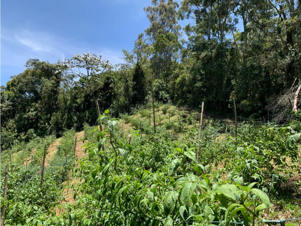 Venta de lote campestre en la vía la ceja la unión — foto 5