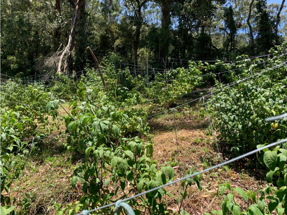 Venta de lote campestre en la vía la ceja la unión — foto 6