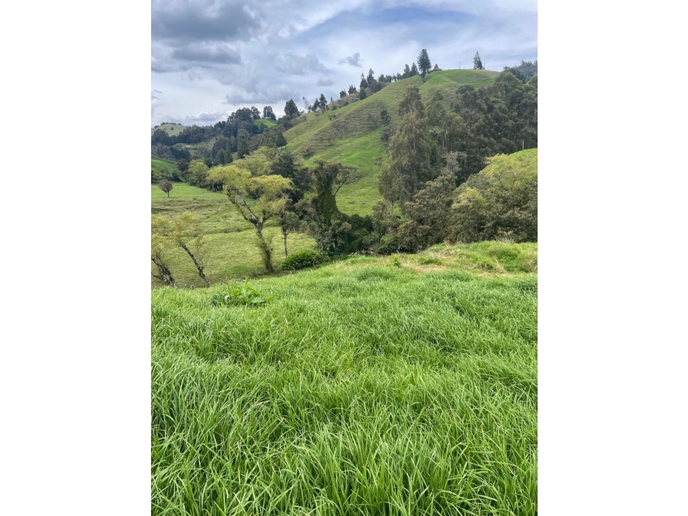 Venta de lote campestre san Pedro de los milagros Santa Bárbara indepe — foto 2
