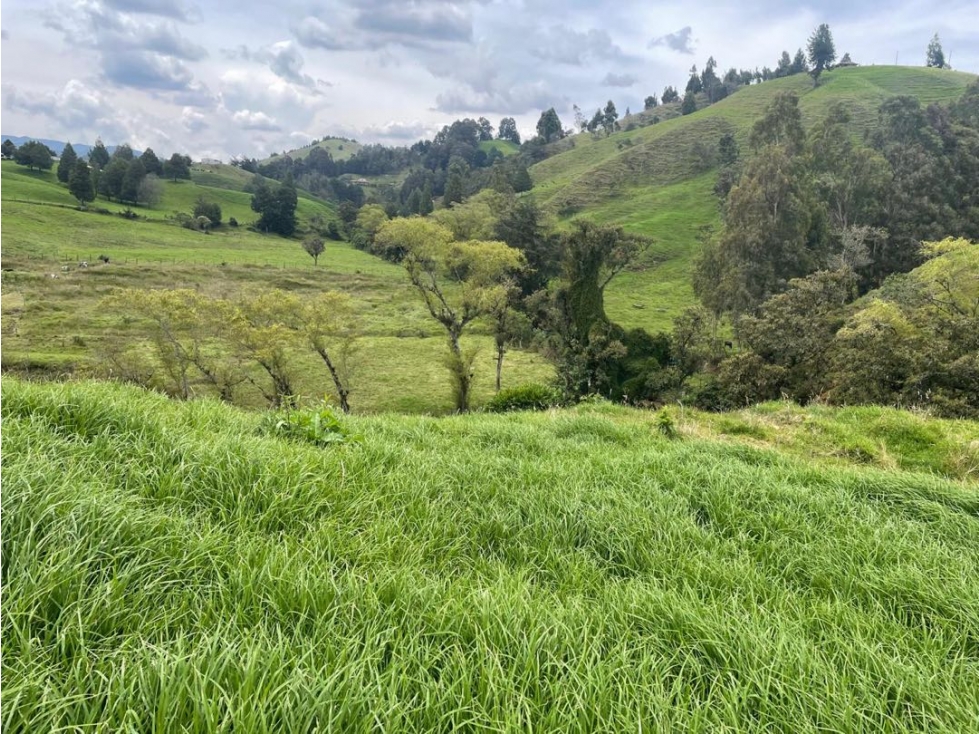 Venta de lote campestre san Pedro de los milagros Santa Bárbara indepe — foto 3