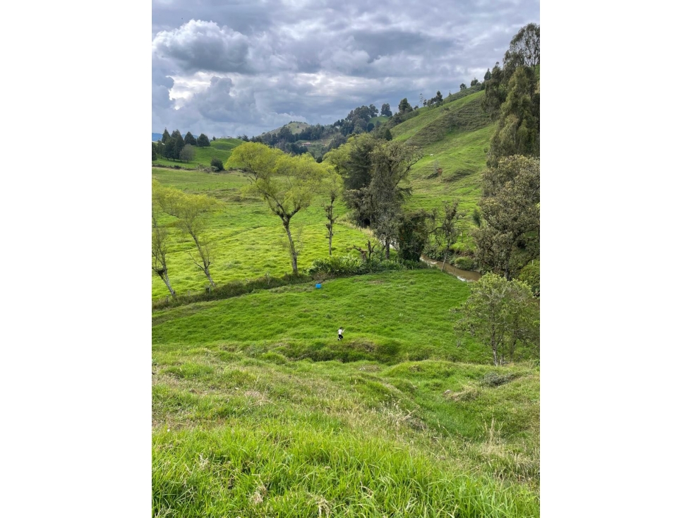 Venta de lote campestre san Pedro de los milagros Santa Bárbara indepe — foto 4