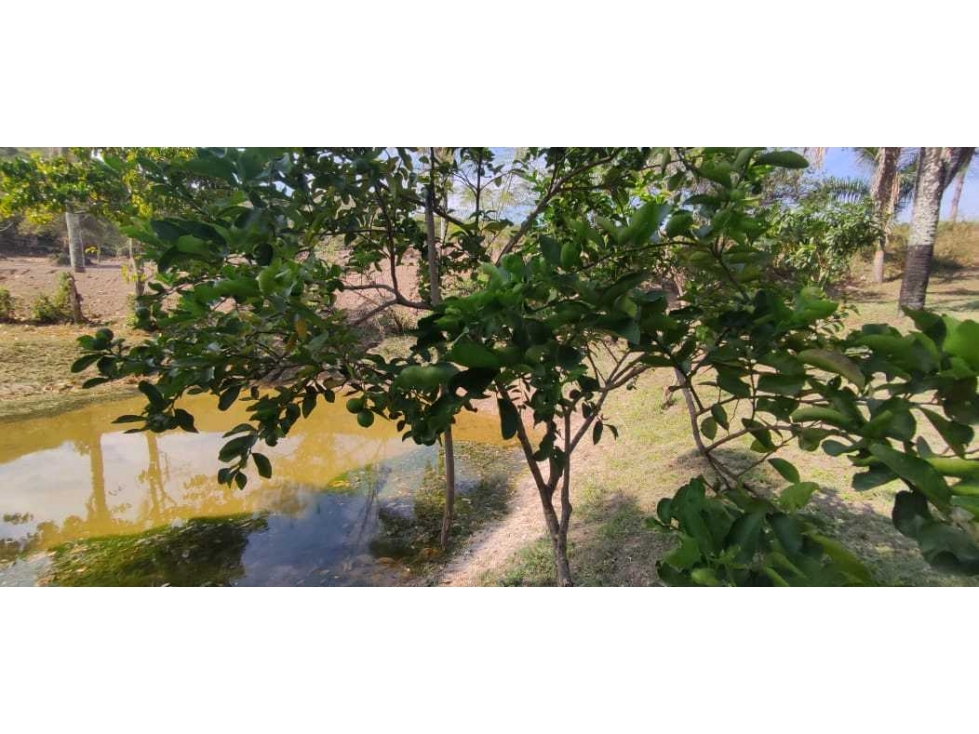 Venta de lote de 2500 M2 en 250 mill con laguna en San joaquin La Mesa — foto 2