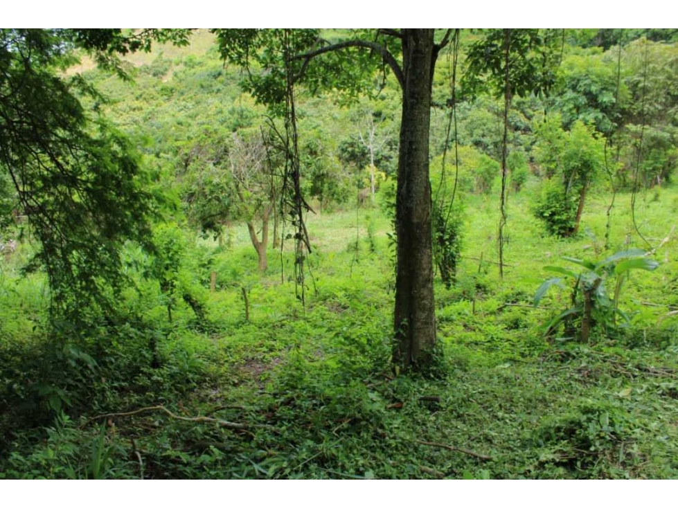 Venta de lote de 4506 M2 en 190 mill en San Joaquín - La Mesa Cund — foto 5
