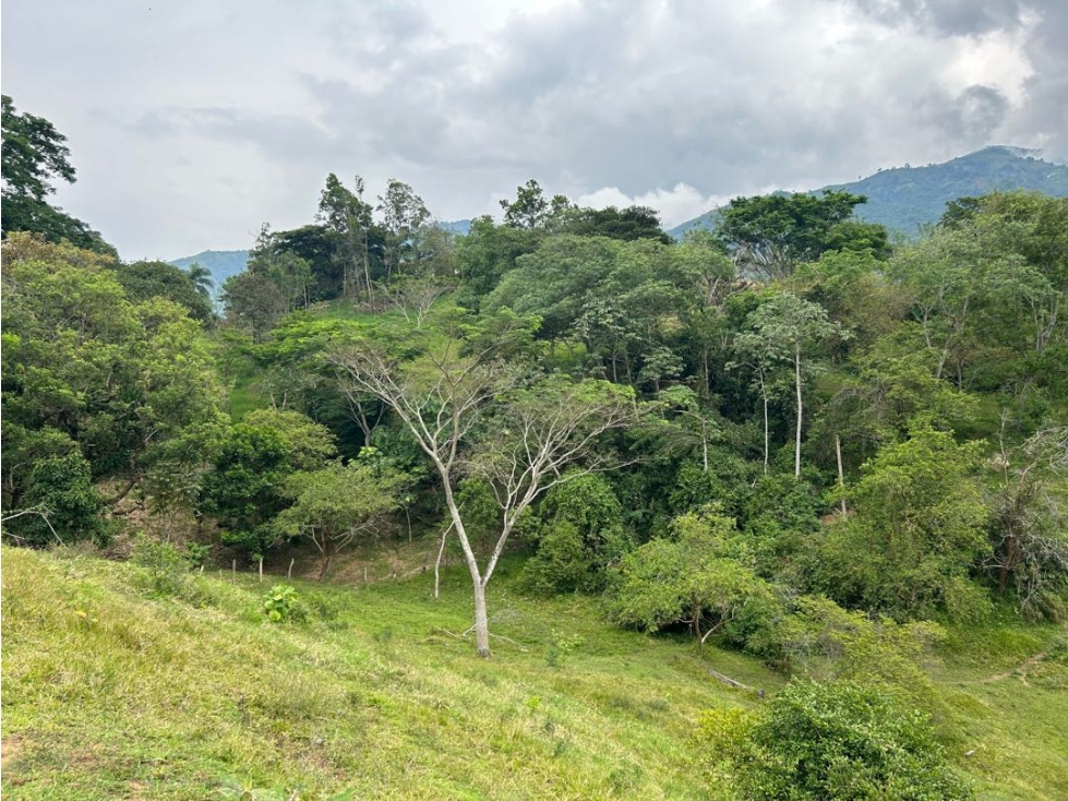 VENTA DE LOTE EN AMAGA SUROESTE ANTIOQUEÑO - 5