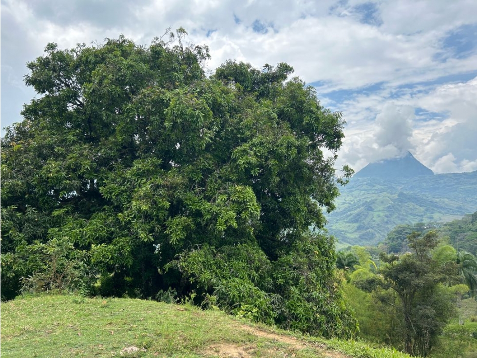 VENTA DE LOTE EN AMAGA SUROESTE ANTIOQUEÑO - 6
