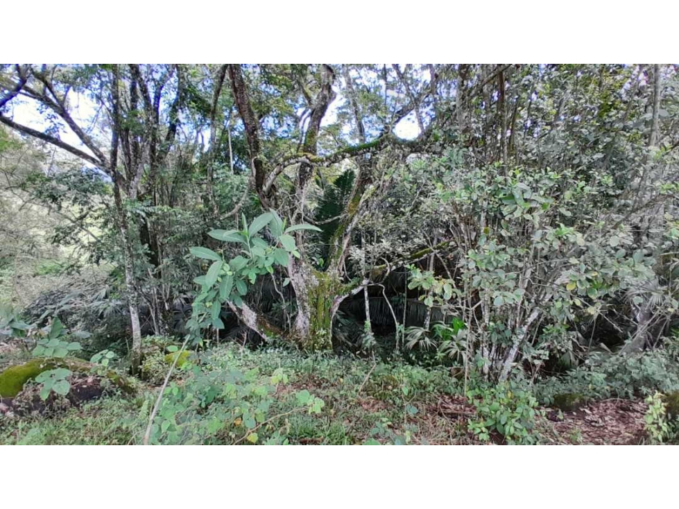 VENTA DE LOTE EN JERICO , SUROESTE ANTIOQUEÑO Unidad Cerrada - 6