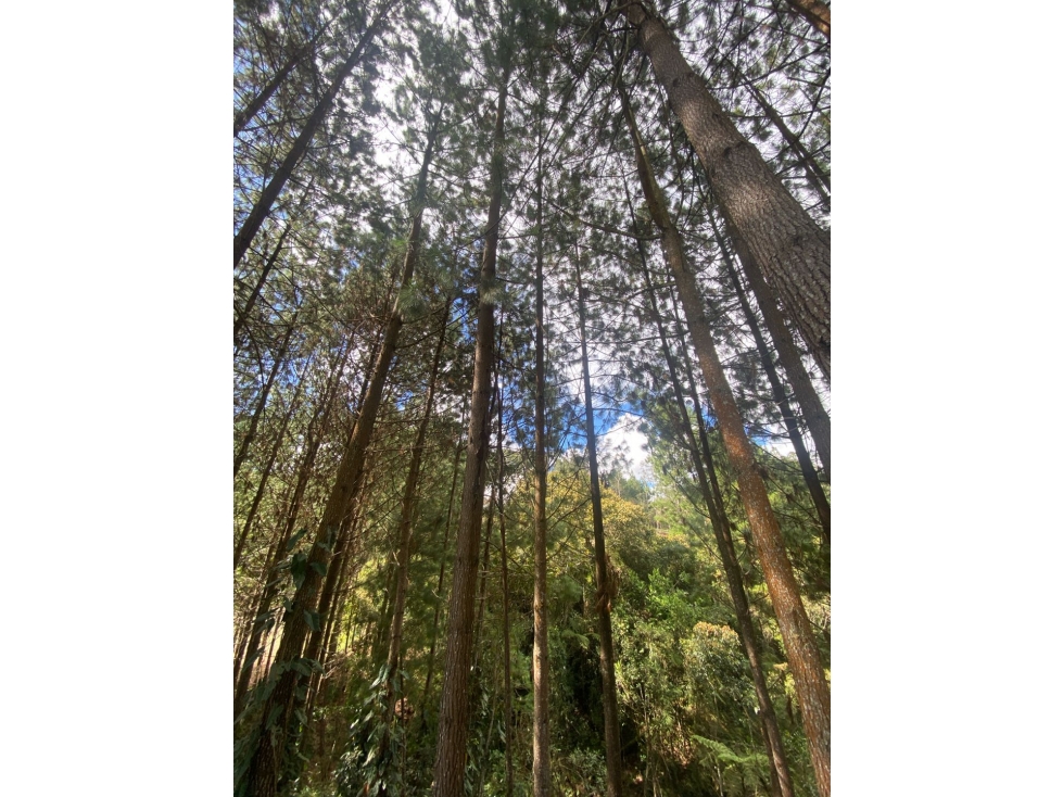 Venta de Lote en parcelación cerrada en El Retiro, Antioquia — foto 2