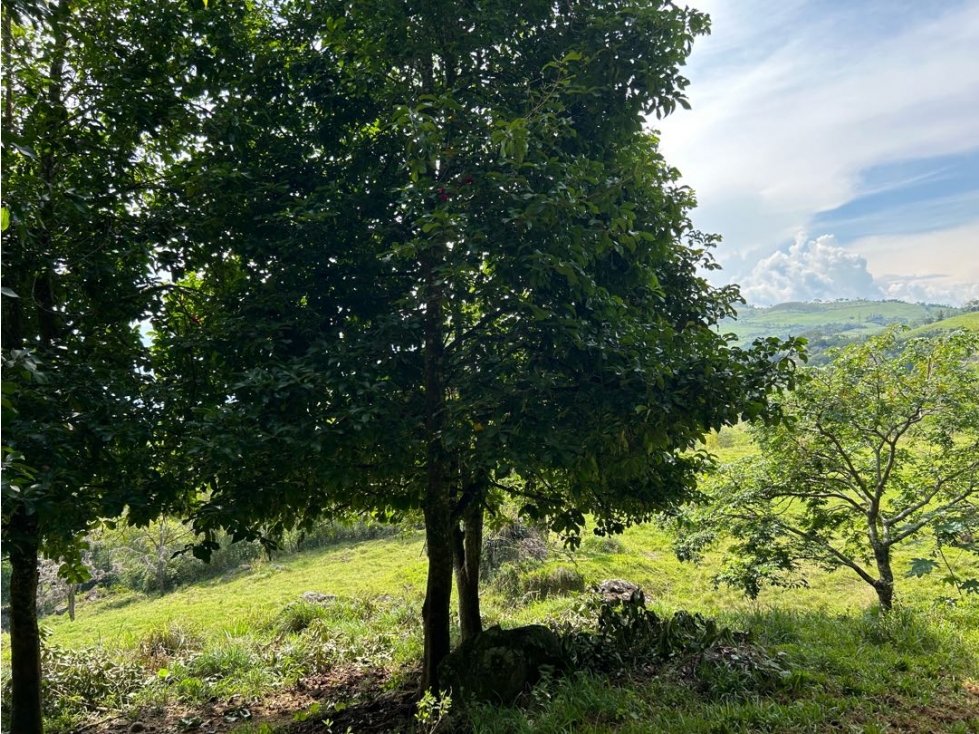 VENTA DE LOTE EN VENECIA SUROESTE ANTIOQUEÑO - 4