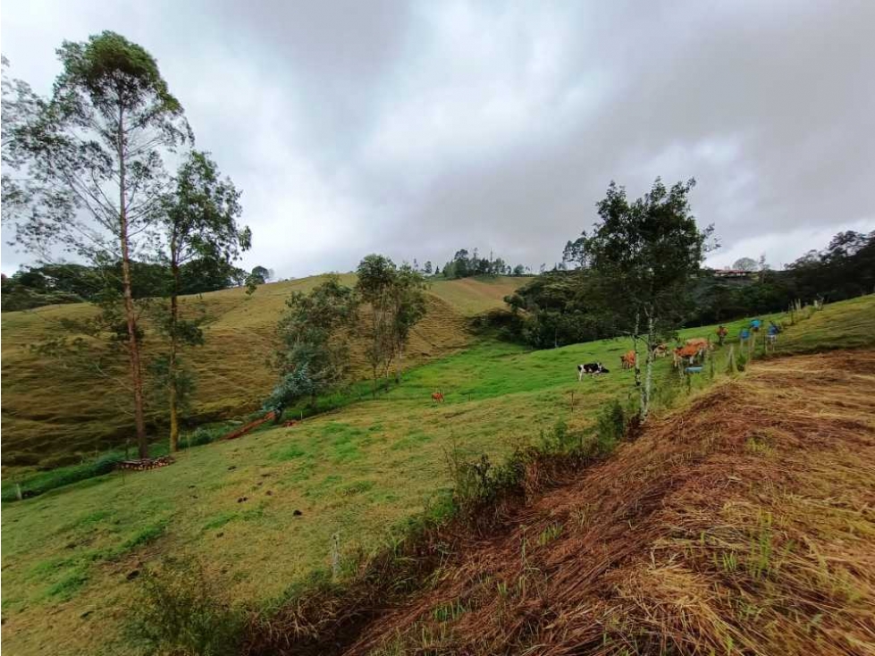 VENTA DE LOTE EN VEREDA QUIRAMA, EL CARMEN DE VIVORAL — foto 3