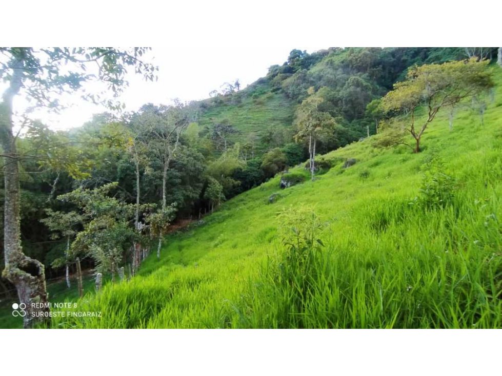 VENTA DE LOTE, FREDONIA SUROESTE ANTIOQUEÑO - 4