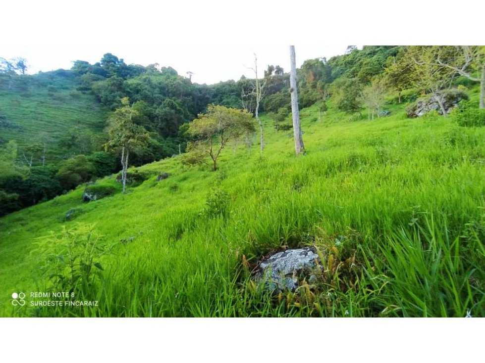 VENTA DE LOTE, FREDONIA SUROESTE ANTIOQUEÑO - 5