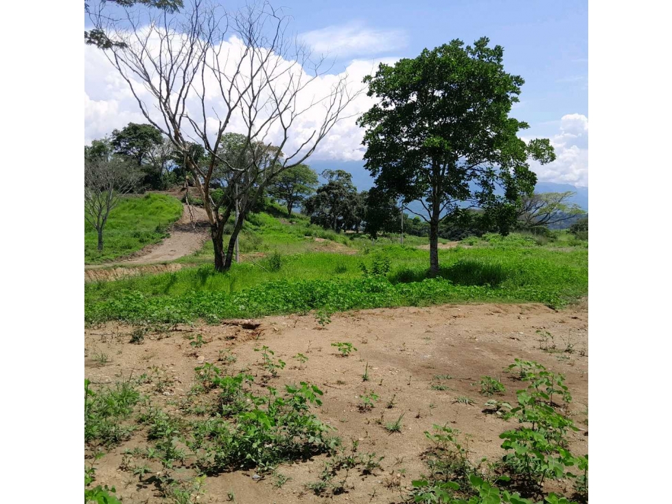 VENTA DE LOTE LA PINTADA, SUROESTE ANTIOQUEÑO. — foto 4