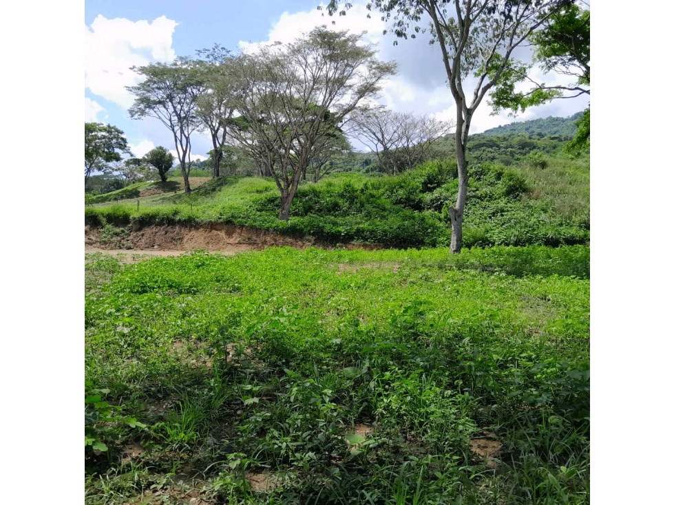 VENTA DE LOTE LA PINTADA, SUROESTE ANTIOQUEÑO. — foto 5