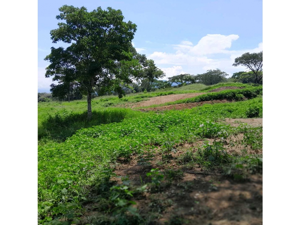 VENTA DE LOTE LA PINTADA, SUROESTE ANTIOQUEÑO. — foto 6