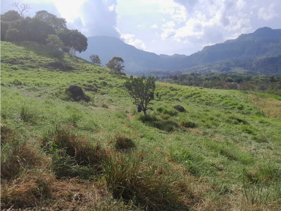 VENTA DE LOTE TAMESIS, SUROESTE ANTIOQUEÑO. - 2