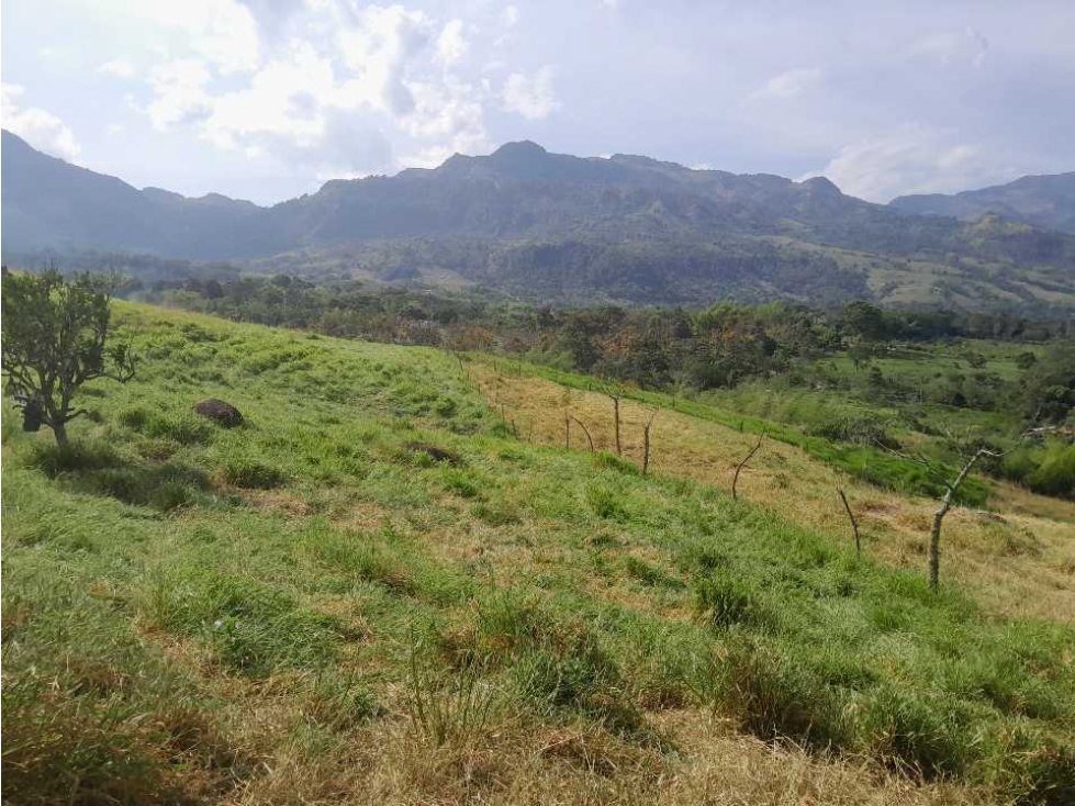 VENTA DE LOTE TAMESIS, SUROESTE ANTIOQUEÑO. - 4