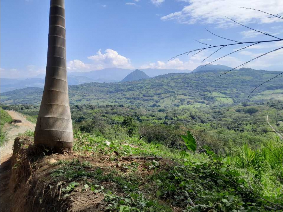 VENTA DE LOTE TAMESIS, SUROESTE ANTIOQUEÑO - 6
