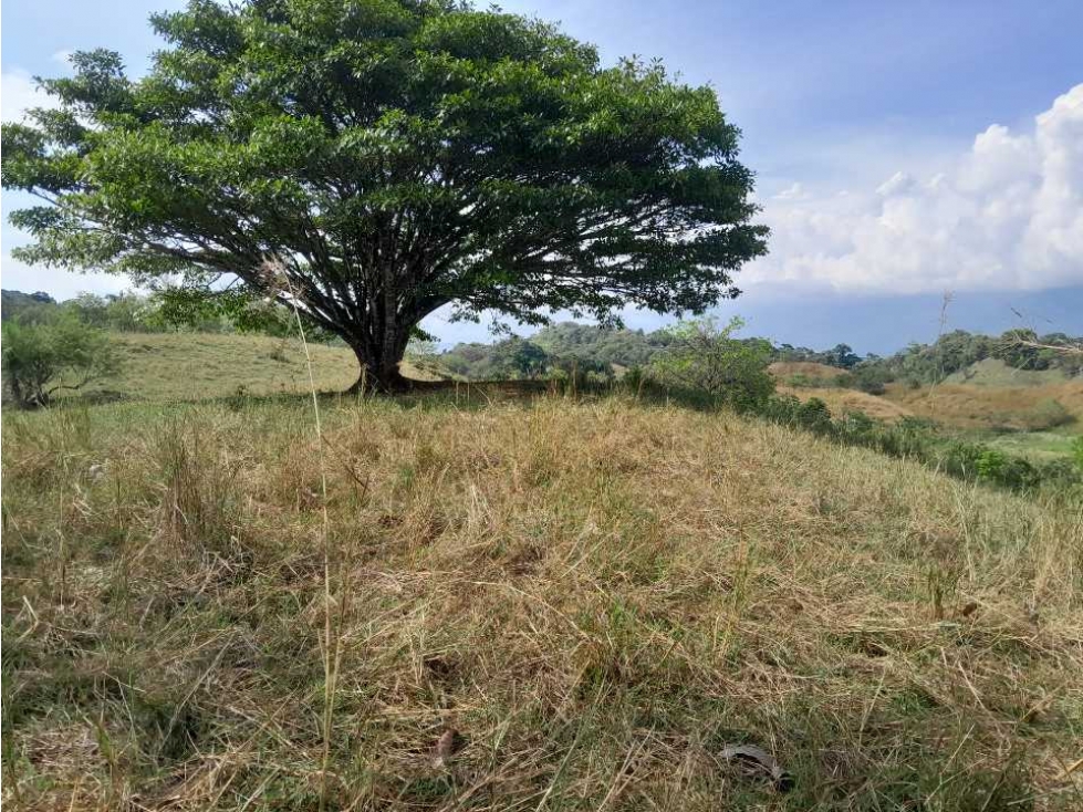 VENTA DE LOTE U/C, LA PINTADA SUROESTE ANTIOQUEÑO — foto 3