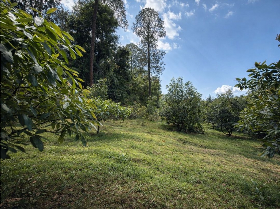 VENTA DE TERRENO CON ÁRBOLES DE AGUACATE | CERRO GORDO