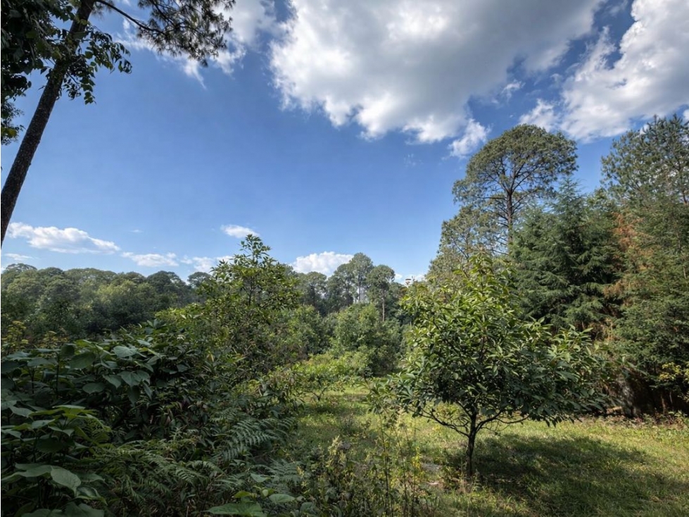 VENTA DE TERRENO CON ÁRBOLES DE AGUACATE | CERRO GORDO - 3