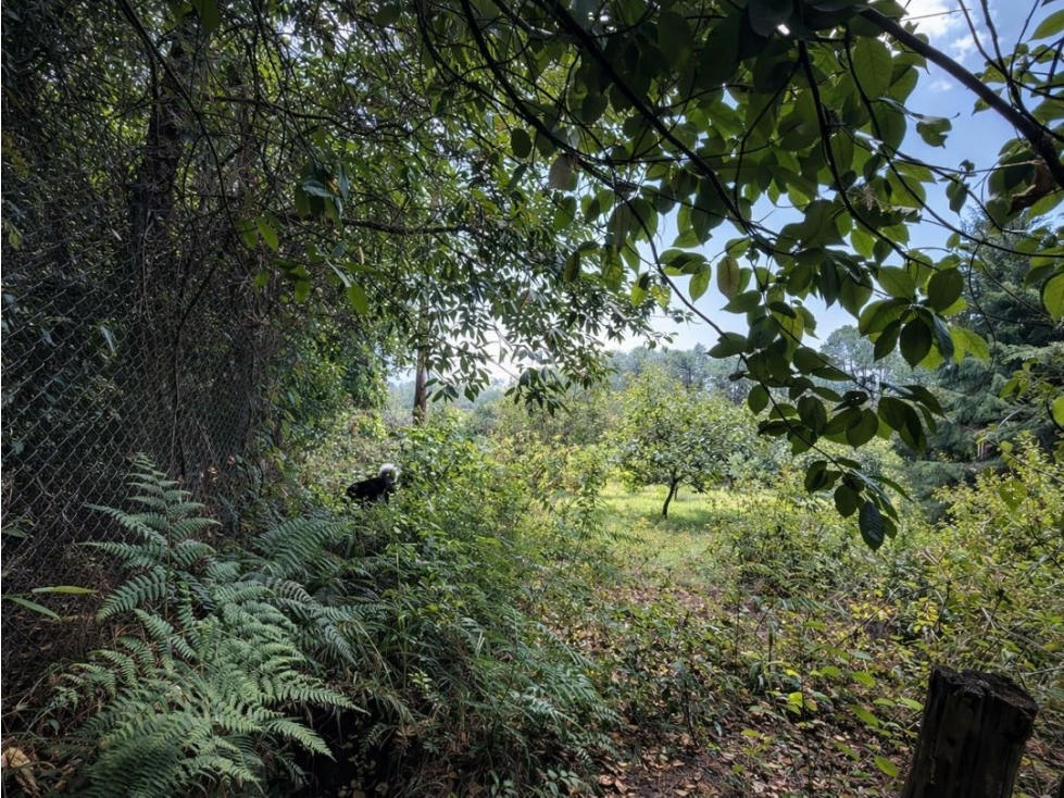 VENTA DE TERRENO CON ÁRBOLES DE AGUACATE | CERRO GORDO - 5