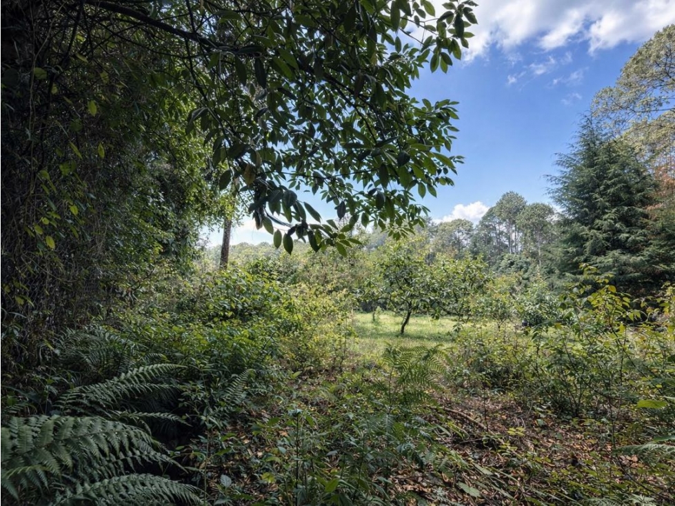 VENTA DE TERRENO CON ÁRBOLES DE AGUACATE | CERRO GORDO - 6