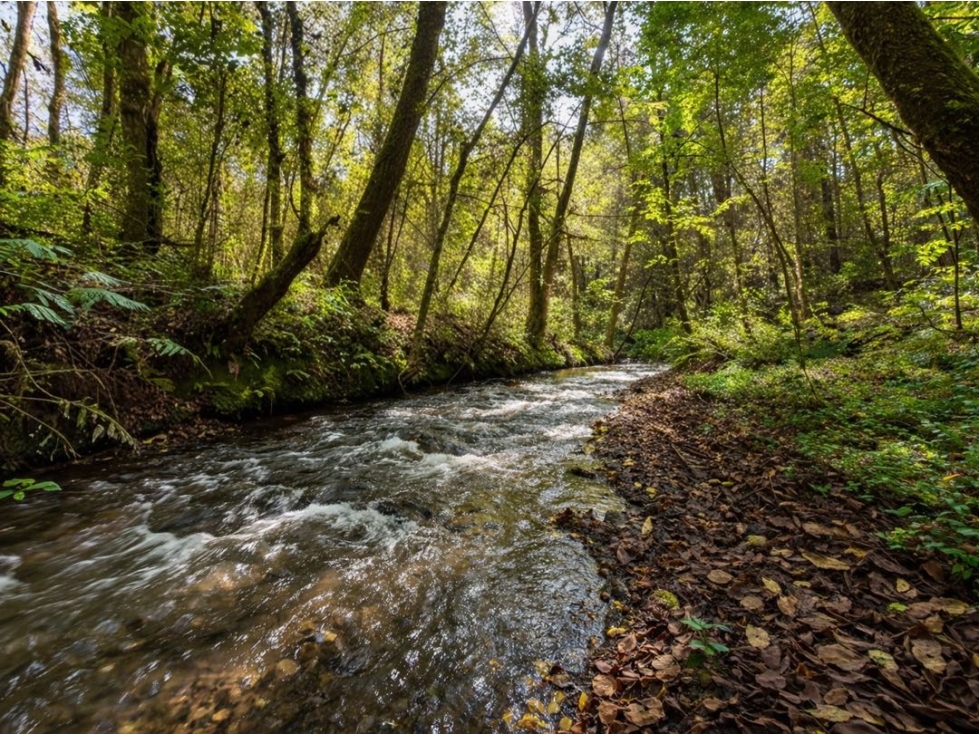 VENTA DE TERRENO CON RÍO Y BOSQUE | CERRO GORDO