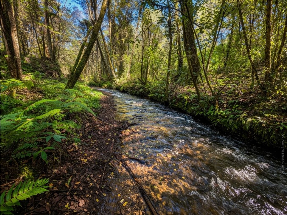 VENTA DE TERRENO CON RÍO Y BOSQUE | CERRO GORDO — foto 2