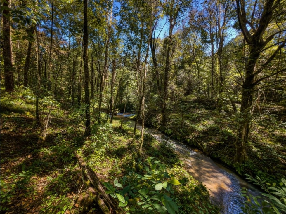 VENTA DE TERRENO CON RÍO Y BOSQUE | CERRO GORDO — foto 4
