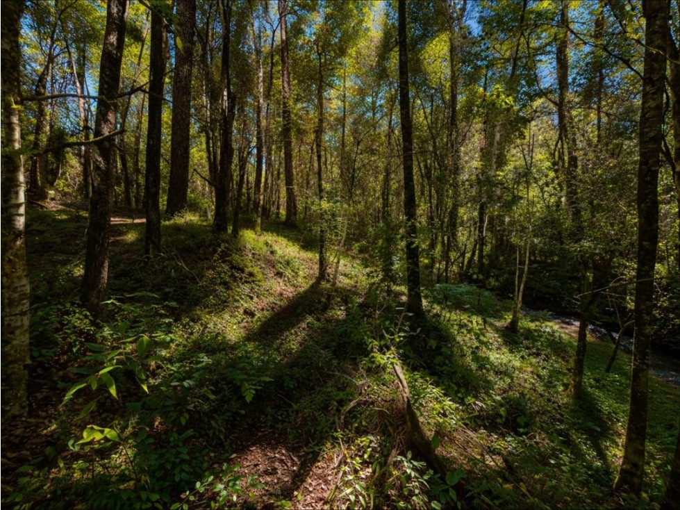 VENTA DE TERRENO CON RÍO Y BOSQUE | CERRO GORDO — foto 5