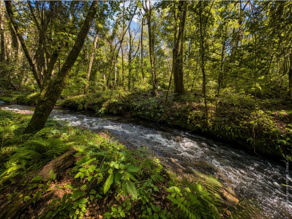 VENTA DE TERRENO CON RÍO Y BOSQUE | CERRO GORDO — foto 6