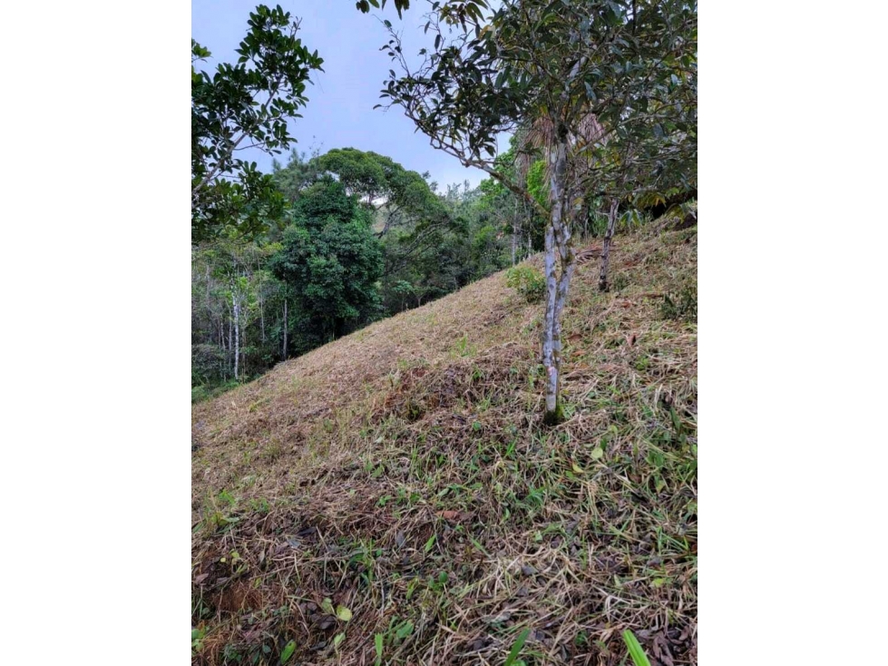 Venta de Terreno en Altos de Cerro Azul - 5