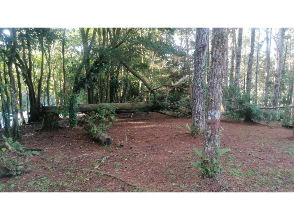 VENTA DE TERRENO EN ALTOS DEL MARIA 2,432.63M2 CV