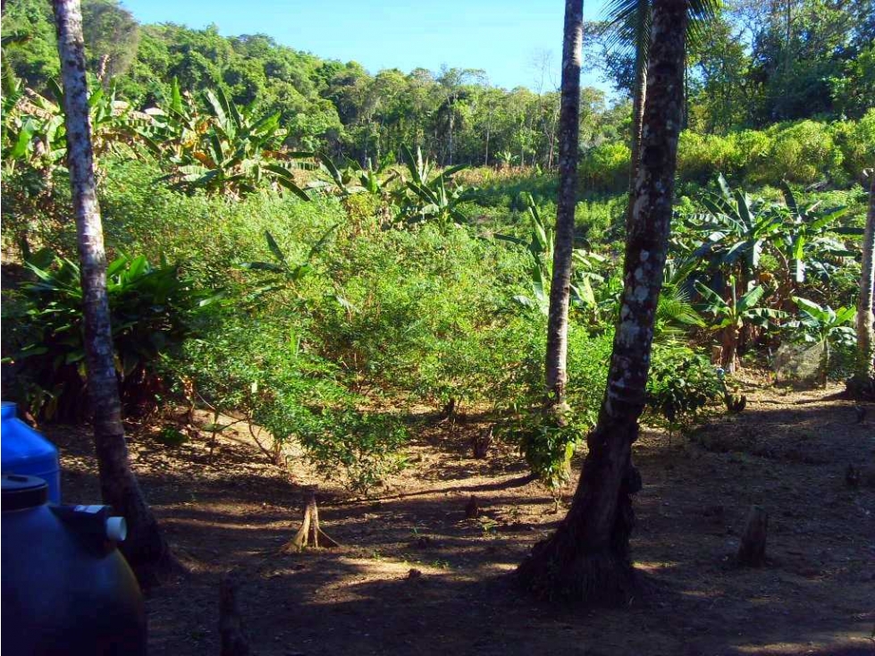VENTA DE TERRENO ENTRE PIXVAE Y BAHÍA HONDA 27.2 HECTÁREAS - 4