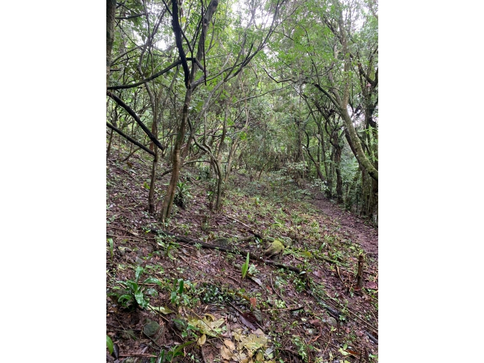 VENTA DE TERRENO EN EL VALLE DE ANTÓN 5000M2 JP - 4