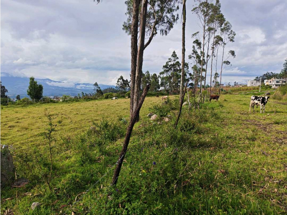 VENTA DE TERRENO EN OTAVALO SECTOR ILUMÁN- San Luis de Agualongo - 4