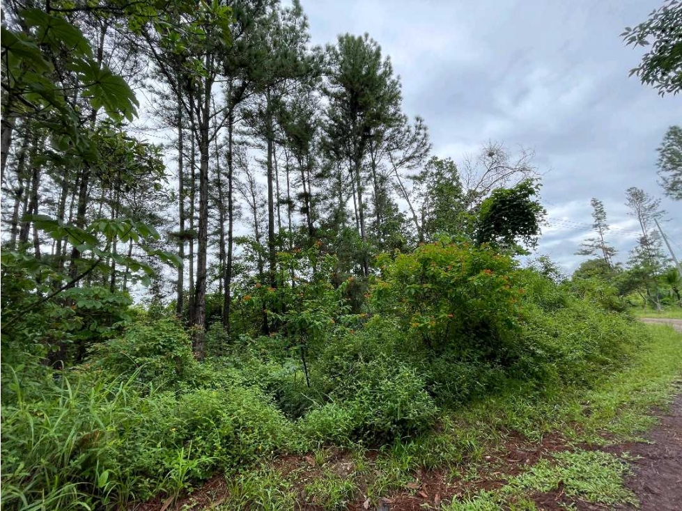 VENTA DE TERRENO IDEAL PARA CASA DE CAMPO, TIERRA PRODUCTIVA EN COCLÉ - 5
