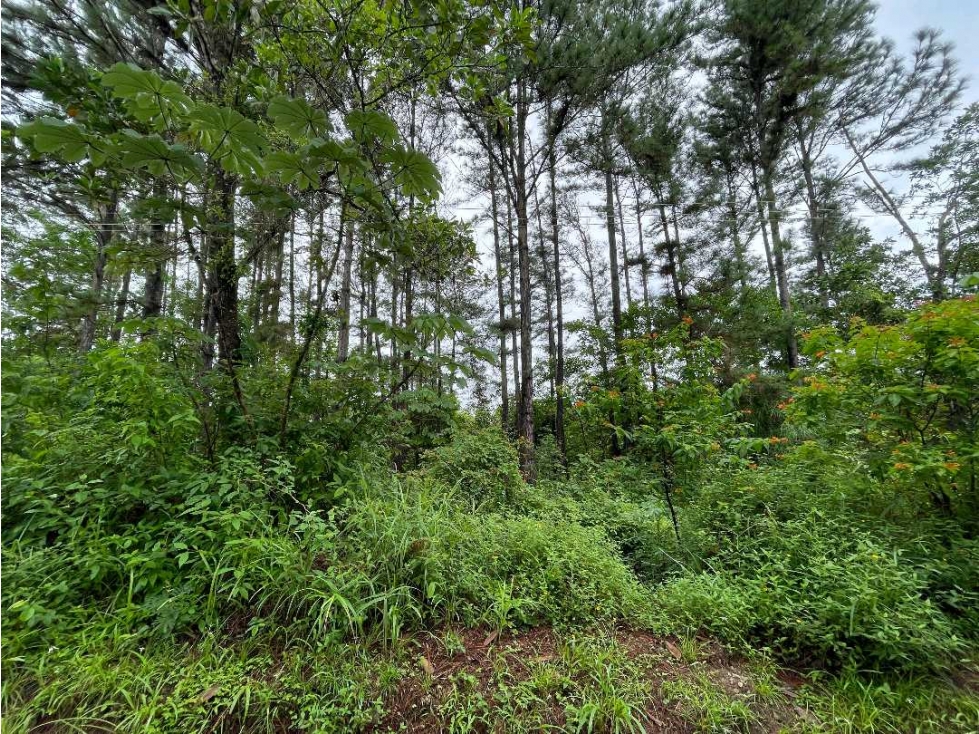 VENTA DE TERRENO IDEAL PARA CASA DE CAMPO, TIERRA PRODUCTIVA EN COCLÉ - 6