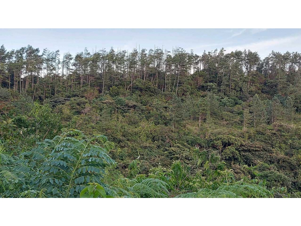 VENTA DE TERRENO POTENCIAL INVERSION TURÍSTICA VÍA EL VALLE DE ANTON - 4