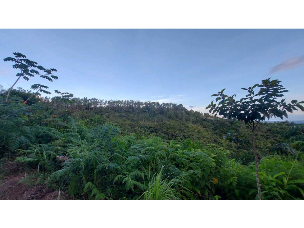 VENTA DE TERRENO POTENCIAL INVERSION TURÍSTICA VÍA EL VALLE DE ANTON - 5