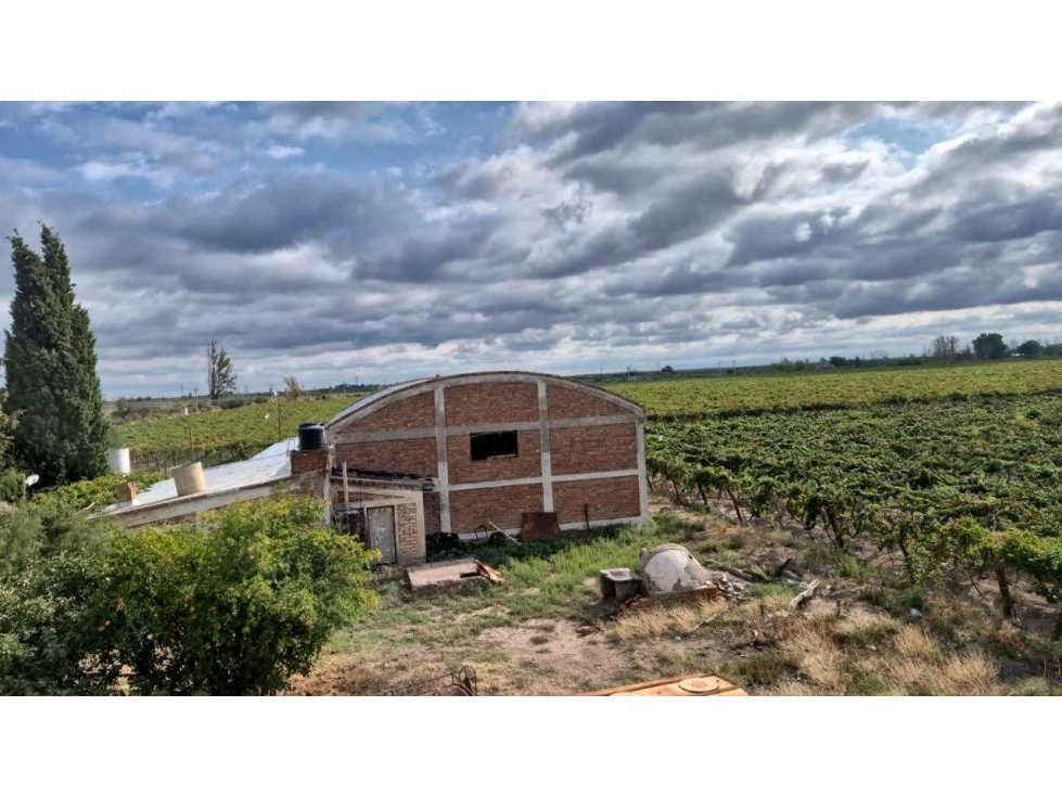 VENTA EXCEPCIONAL DE 99 HAS- EN SAN MARTIN, MENDOZA - 3