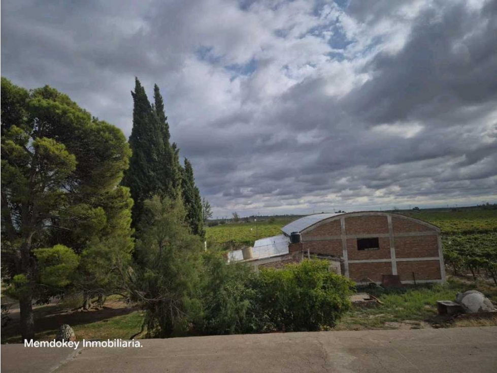 VENTA EXCEPCIONAL DE 99 HAS- EN SAN MARTIN, MENDOZA - 5