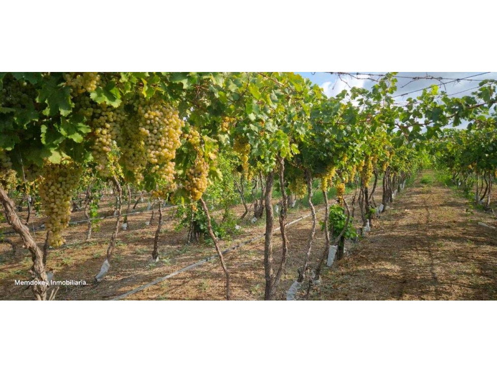VENTA EXCEPCIONAL DE 99 HAS- EN SAN MARTIN, MENDOZA - 2