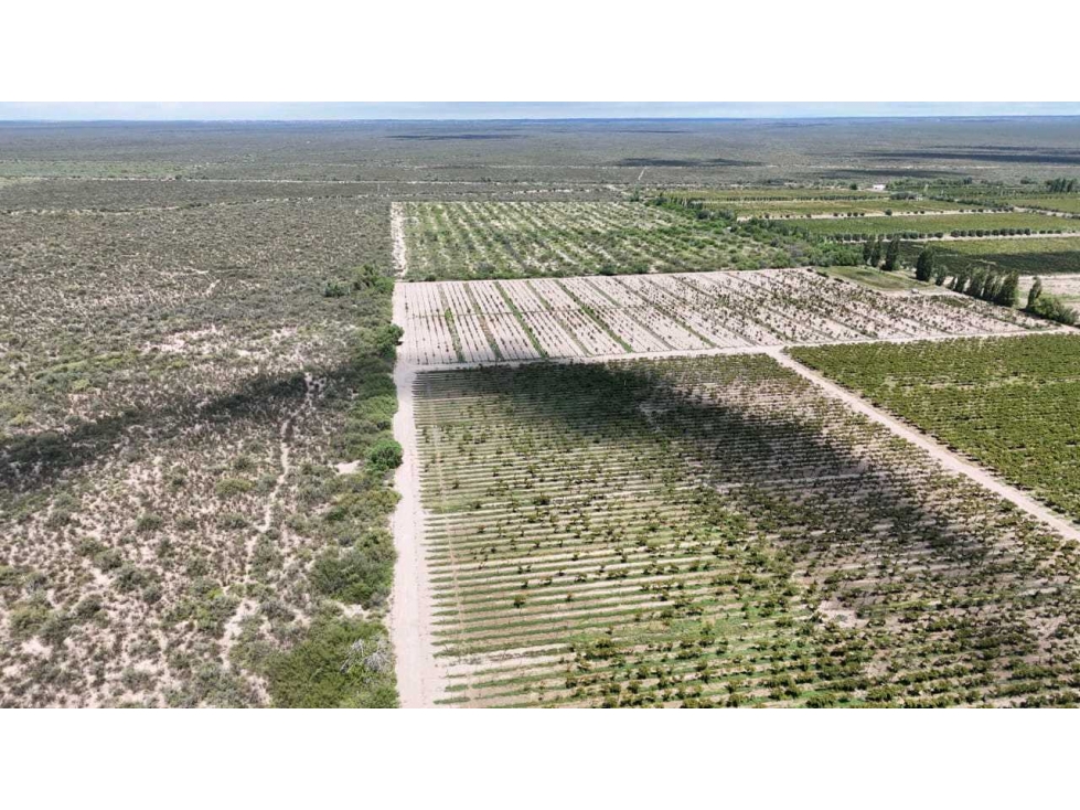 VENTA EXCEPCIONAL FINCA DE 231 HAS EN LOS CAMPAMENTOS- RIVADAVIA, MZA - 3