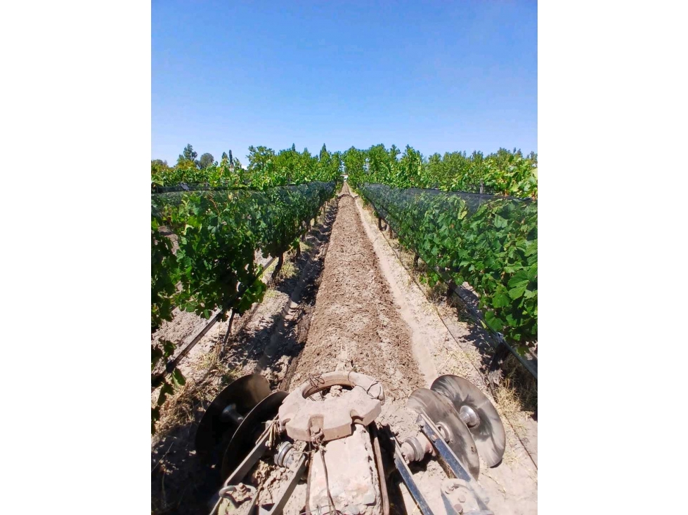 VENTA EXCLUSIVA FINCA 2,6 HAS DE MALBEC- LA CONSULTA, SAN CARLOS, MZA - 1