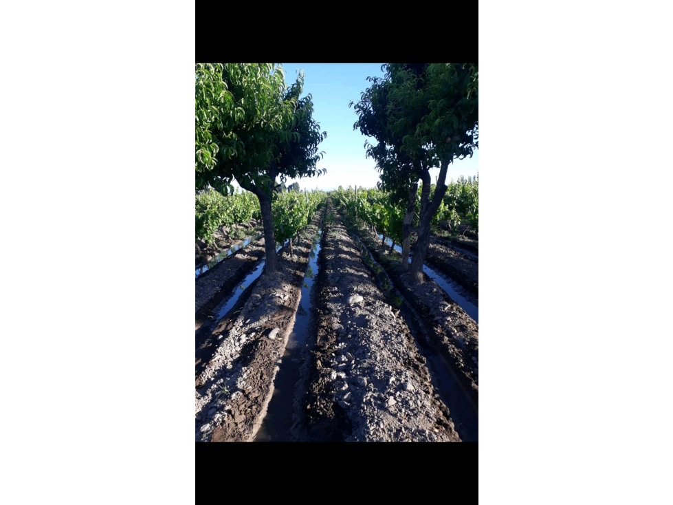 VENTA EXCLUSIVA FINCA 2,6 HAS DE MALBEC- LA CONSULTA, SAN CARLOS, MZA - 3
